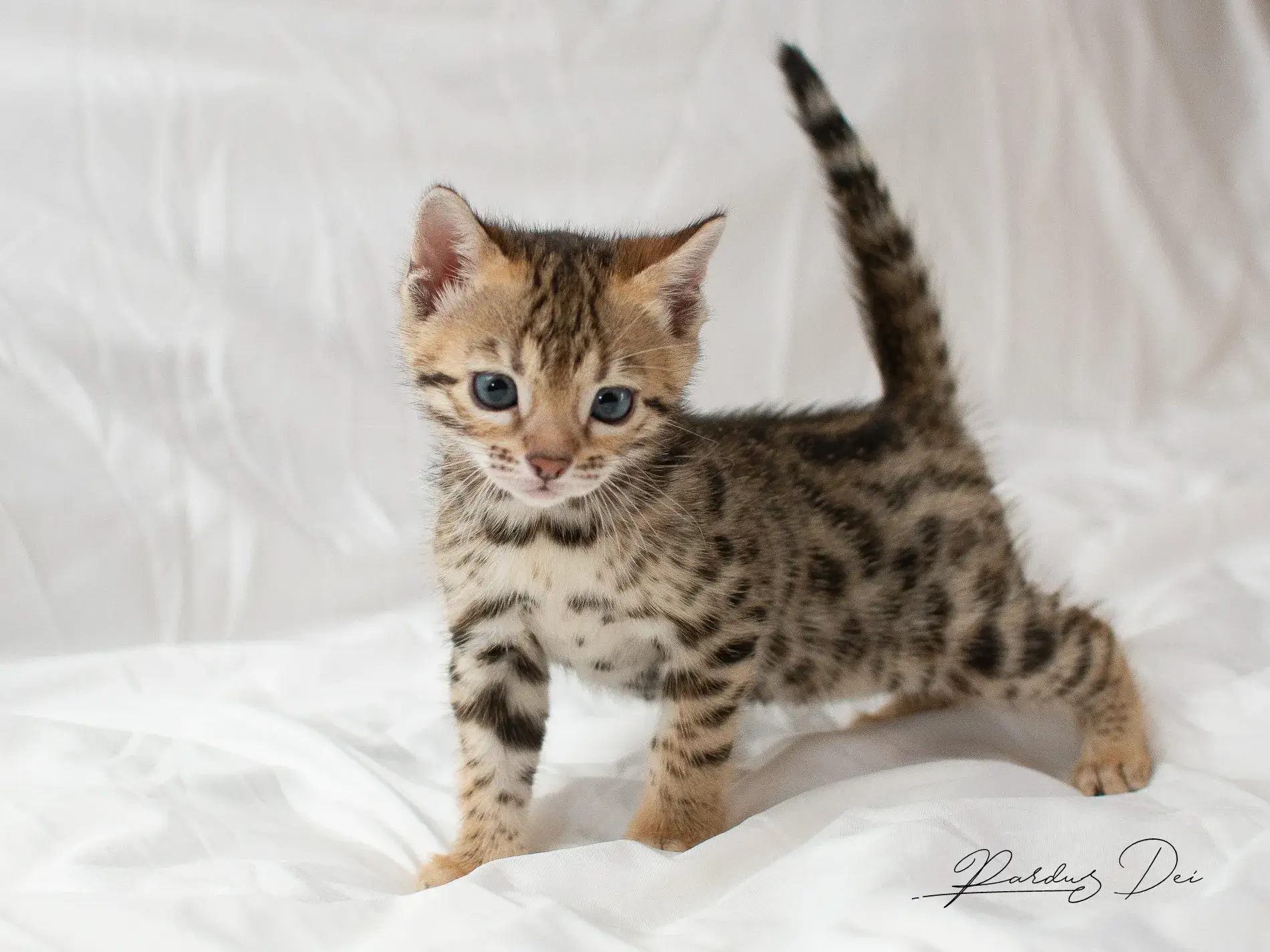 chaton bengal